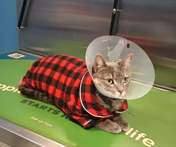 Elkins Park Veterinary Hospital