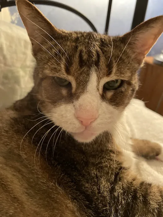 Elkins Park Veterinary Hospital 5