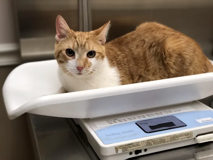Mt Airy Animal Hospital 1