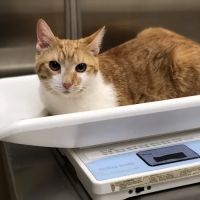 Mt Airy Animal Hospital ico