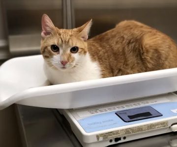 Mt Airy Animal Hospital