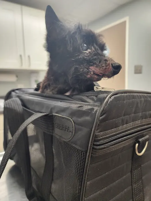 Mt Airy Animal Hospital 5