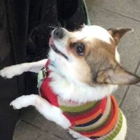 Banfield Pet Hospital ico