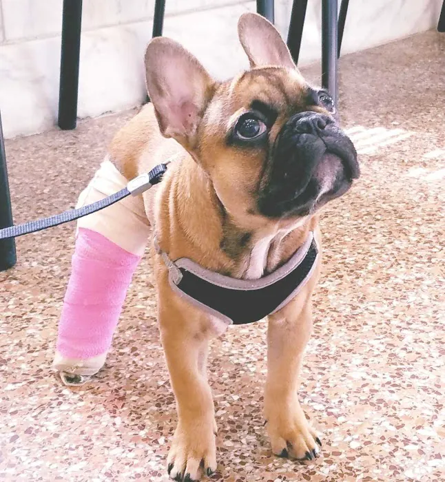 Cherry Hill Animal Hospital 12