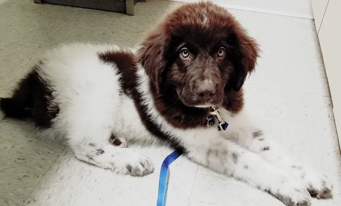 Cherry Hill Animal Hospital 12