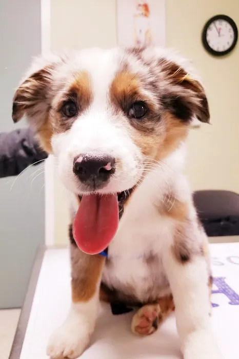 Cherry Hill Animal Hospital 12