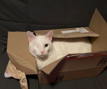 Pennpet Clinic