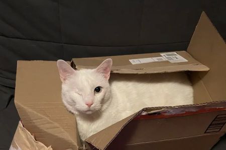 Pennpet Clinic