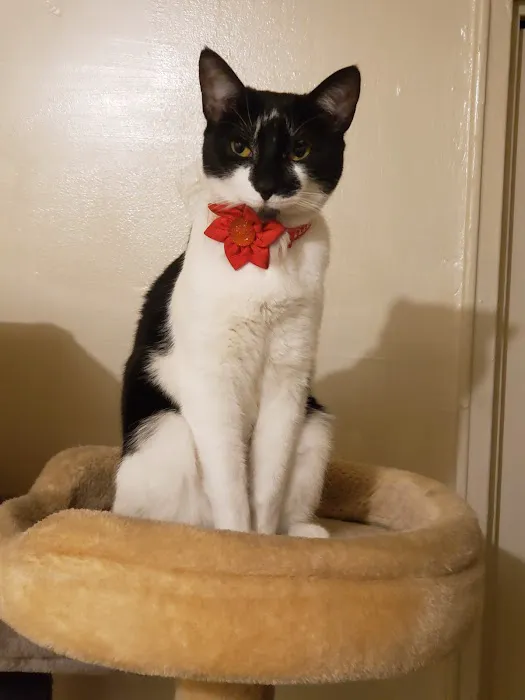 Pennpet Clinic 12