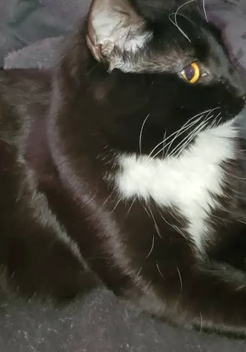 Pennpet Clinic 12