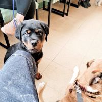 Bree's Animal Hospital ico