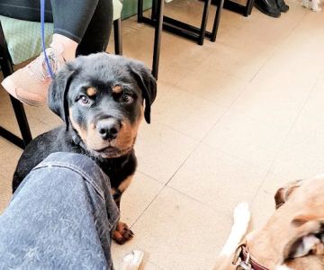 Bree's Animal Hospital