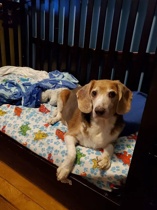Bree's Animal Hospital 3