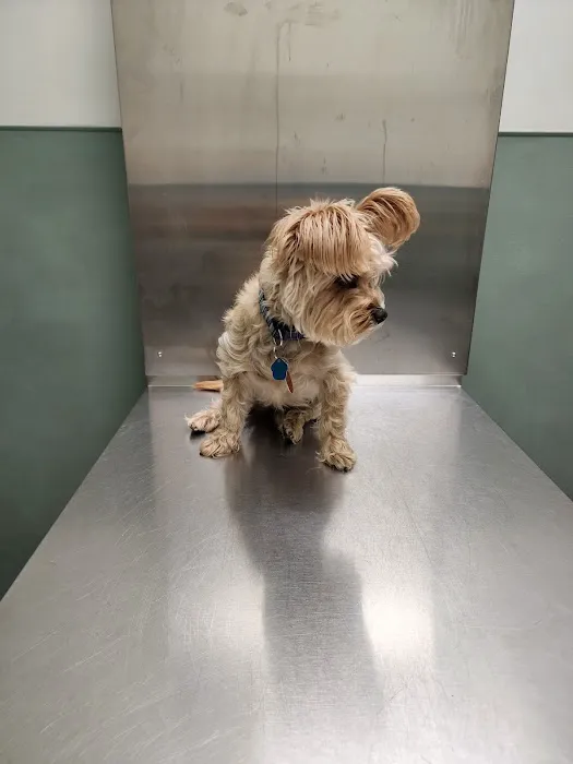 Bree's Animal Hospital 6