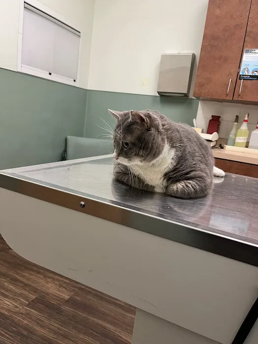 Bree's Animal Hospital 5