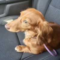 Rhawnhurst Animal Hospital ico