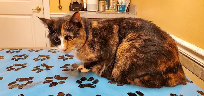 Rockledge Veterinary Clinic 5