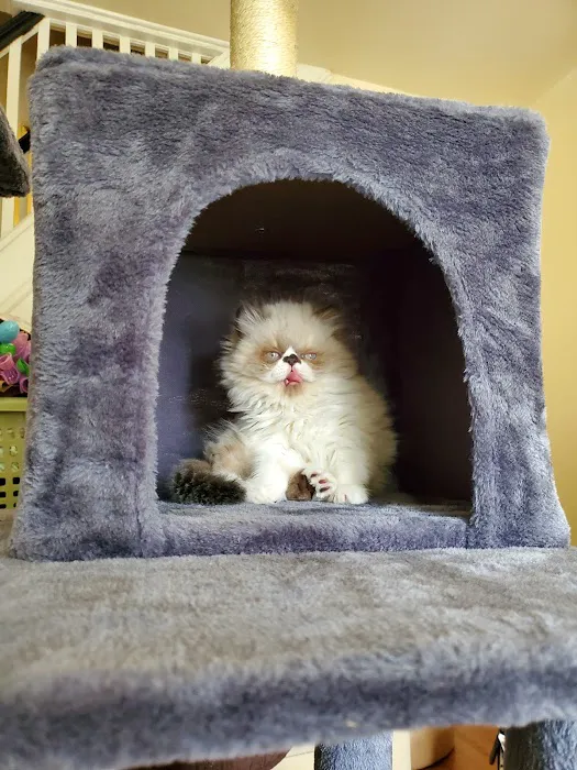 Noah's Ark Animal Hospital 12