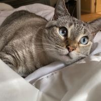 Metropolitan Veterinary Associates ico