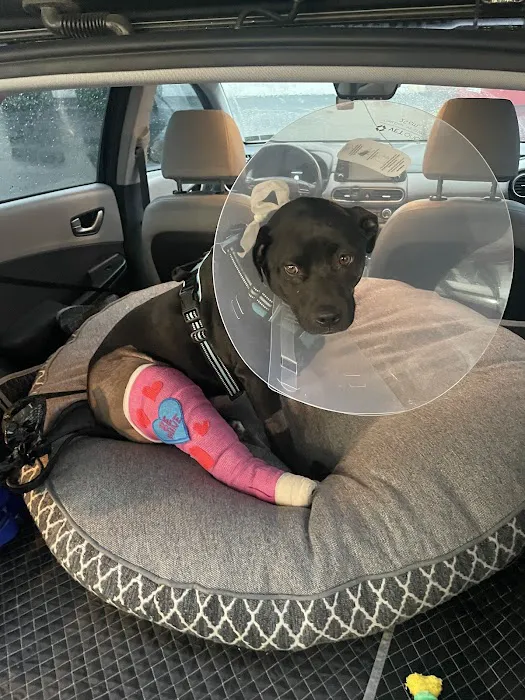 United Vision Pet Partners 9