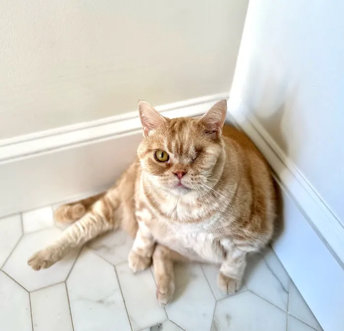 United Vision Pet Partners 10
