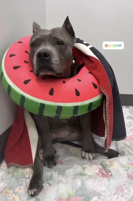 United Vision Pet Partners 5