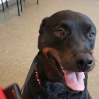 Prospect Park Veterinary ico