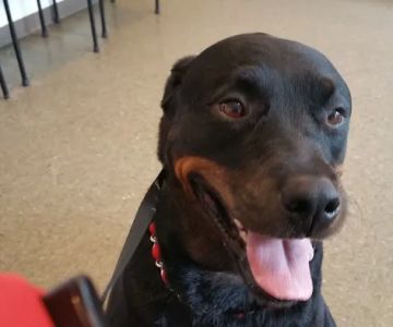 Prospect Park Veterinary