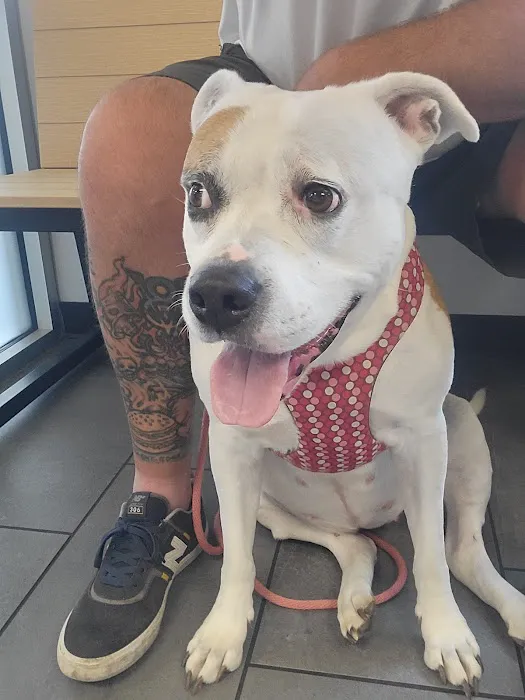 Banfield Pet Hospital 1