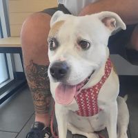 Banfield Pet Hospital ico