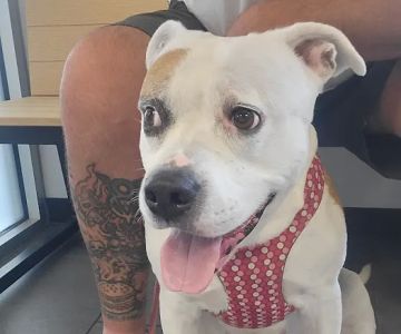 Banfield Pet Hospital