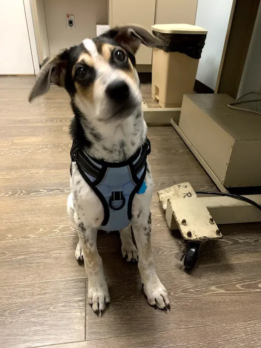 Aston Veterinary Clinic 1
