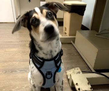 Aston Veterinary Clinic