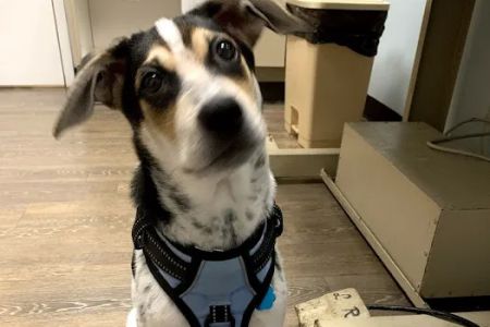 Aston Veterinary Clinic