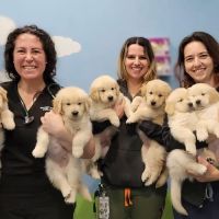 Agnew Veterinary Reproductive Services ico