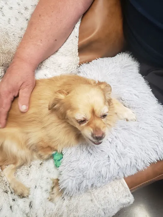 Thrive Pet Healthcare Urgent Care - Turnersville 2