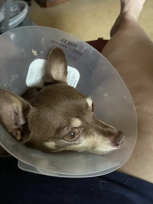 Thrive Pet Healthcare Urgent Care - Turnersville 8