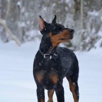 Church Road Animal Hospital ico
