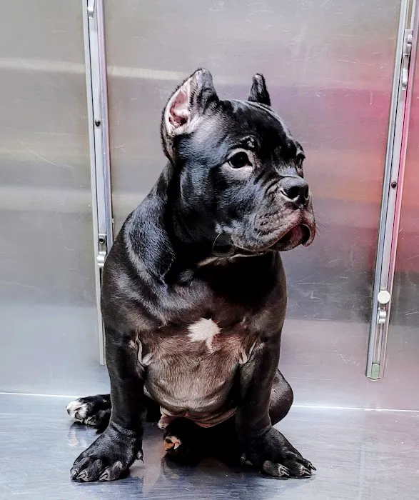 Church Road Animal Hospital 12