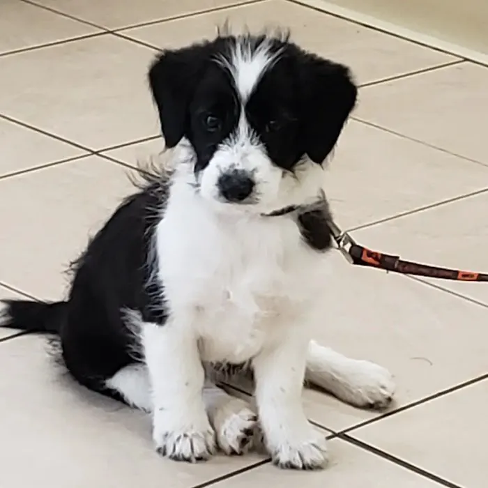Burl-Moor-Driben Animal Hospital, LLC 5
