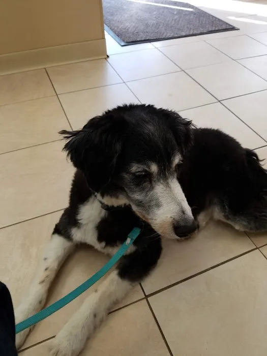 Burl-Moor-Driben Animal Hospital, LLC 4