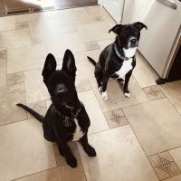 County Line Veterinary Hospital ico