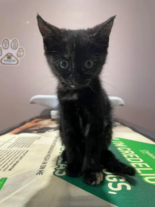 County Line Veterinary Hospital 12