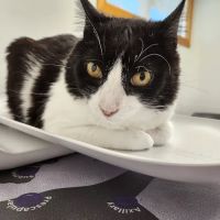 Rancocas Veterinary Associates ico