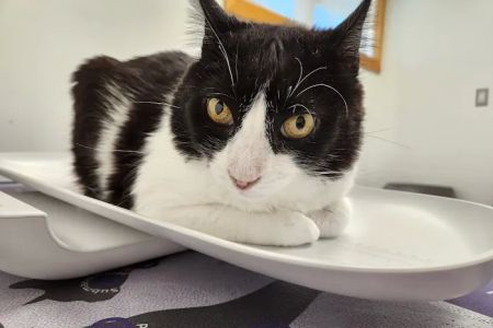 Rancocas Veterinary Associates