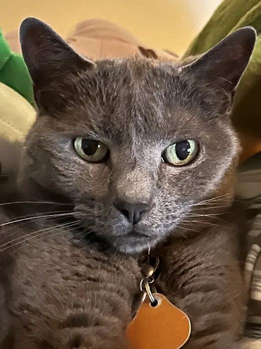 Larchmont Animal Hospital 1
