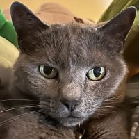 Larchmont Animal Hospital ico