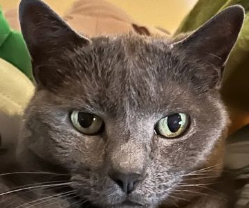 Larchmont Animal Hospital