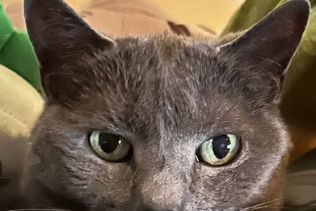 Larchmont Animal Hospital