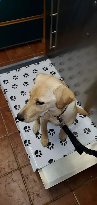 Larchmont Animal Hospital 3